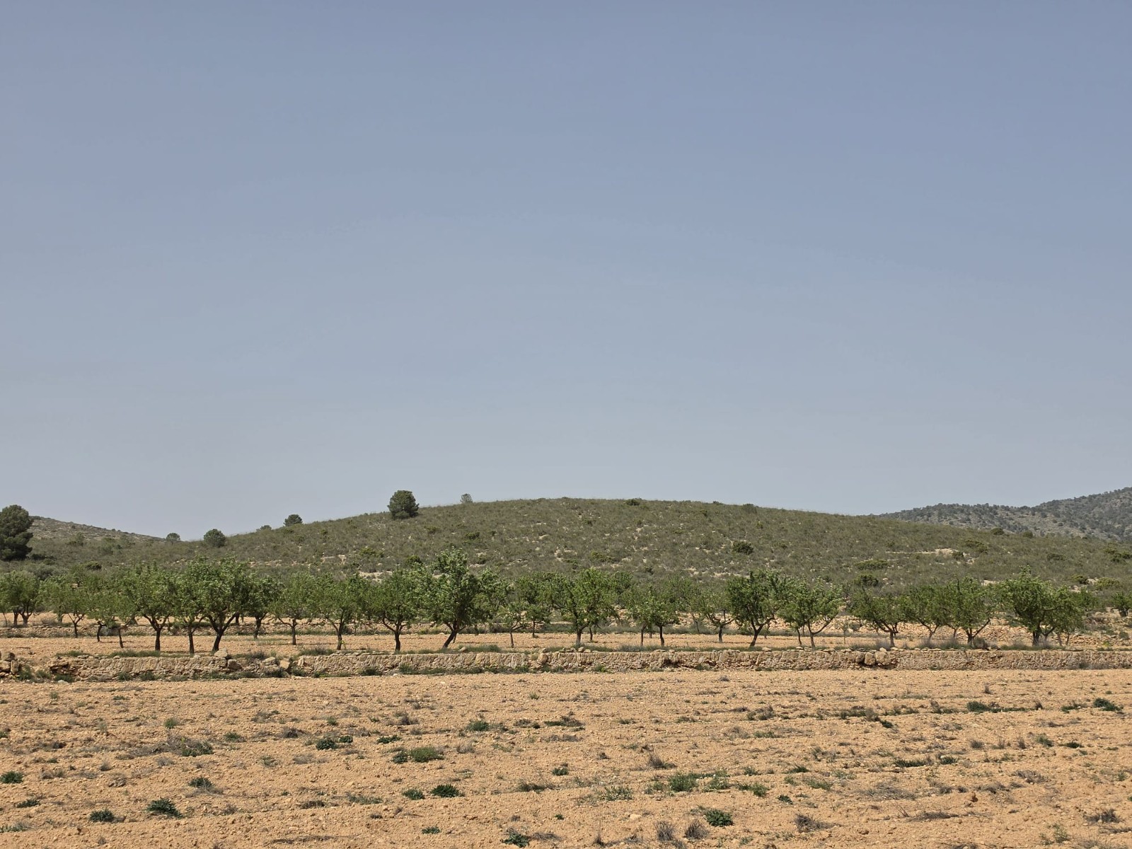 Exterior view in land for sale in Pinoso