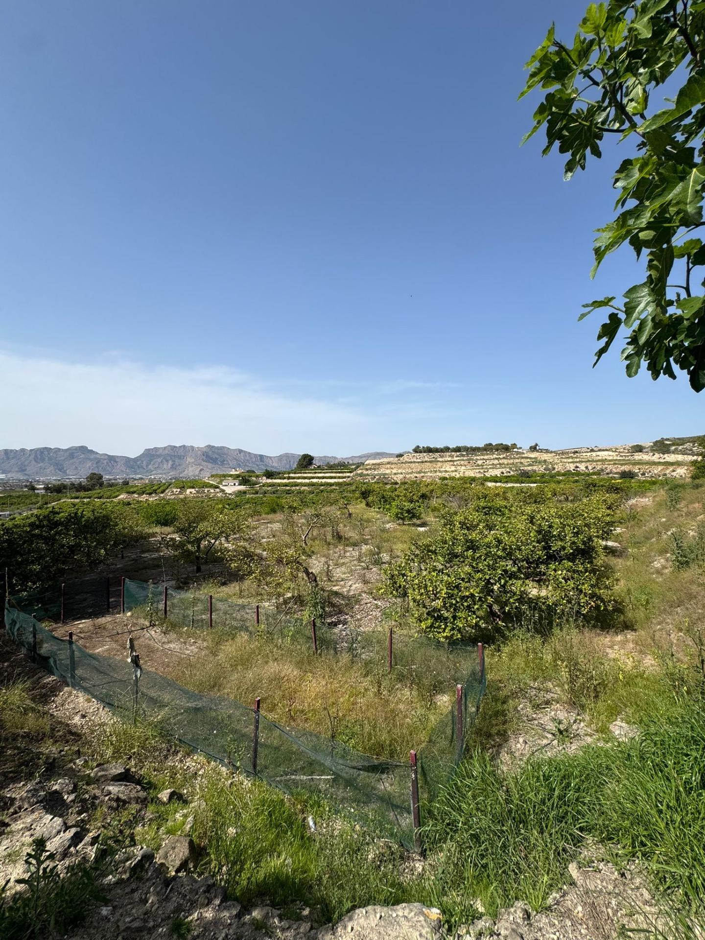 Garden in finca for sale in Orihuela