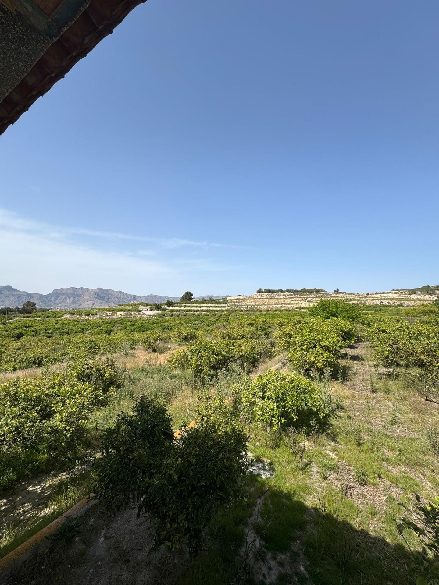 Terrace in finca for sale in Orihuela