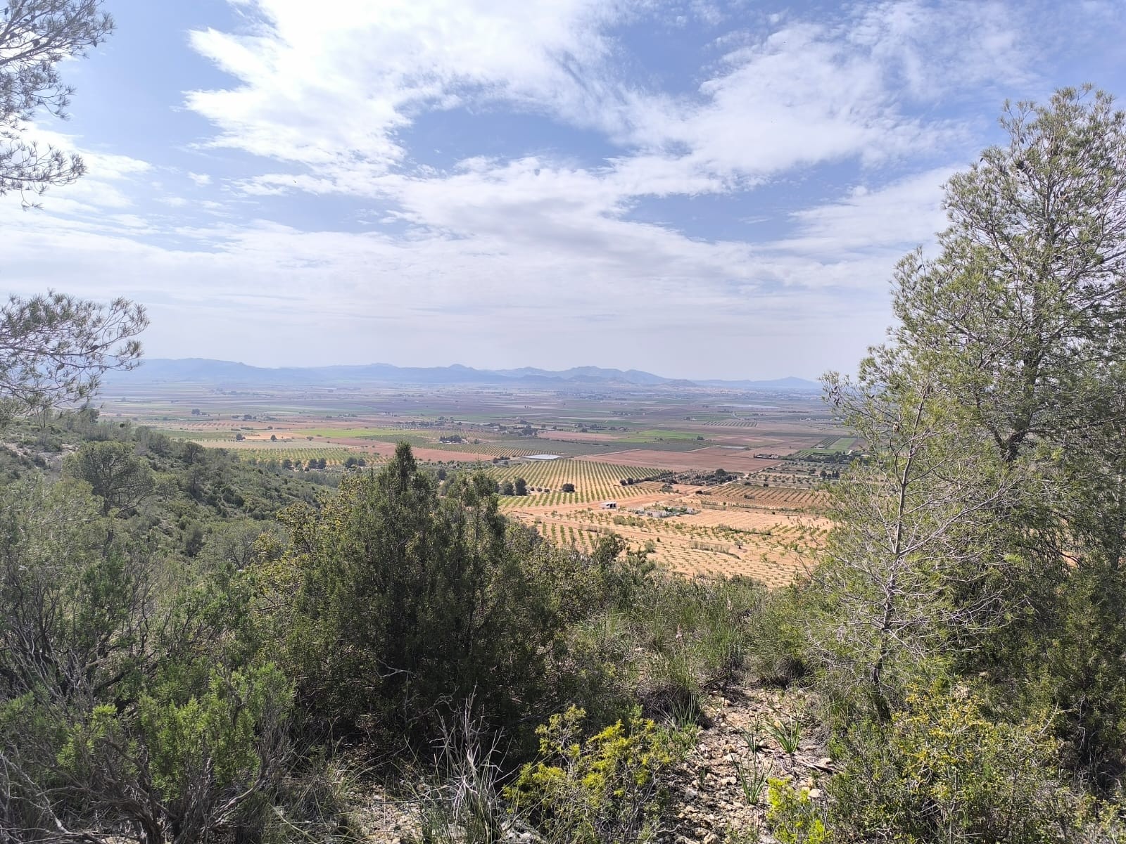 Exterior view in land for sale in Yecla