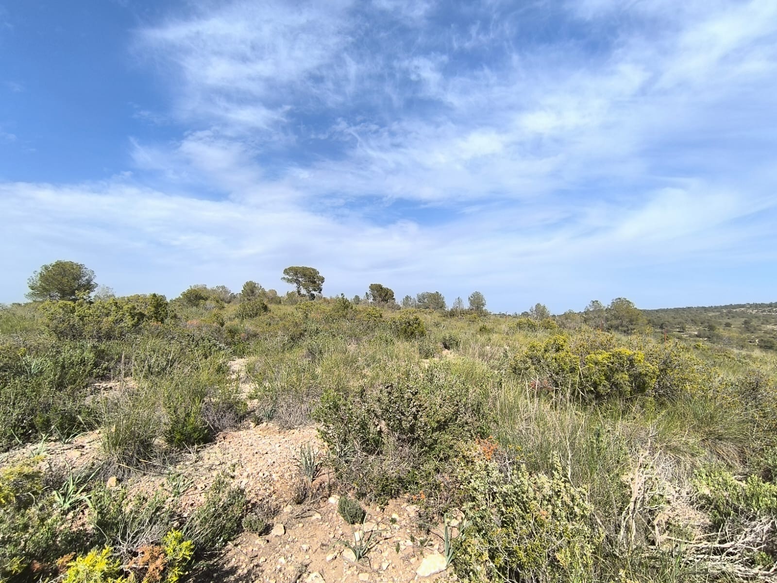 Pool area in land for sale in Yecla