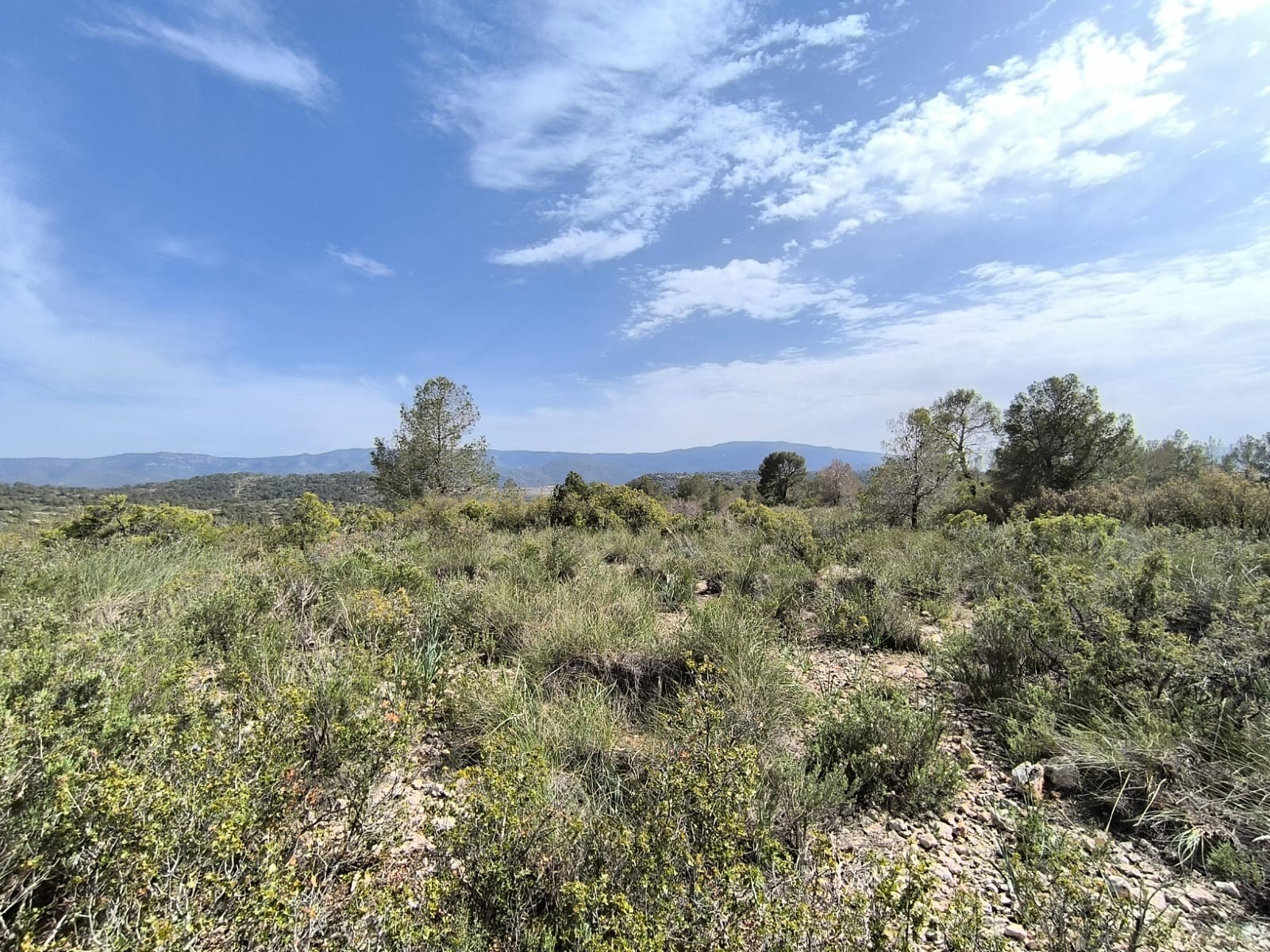 Garden in land for sale in Yecla