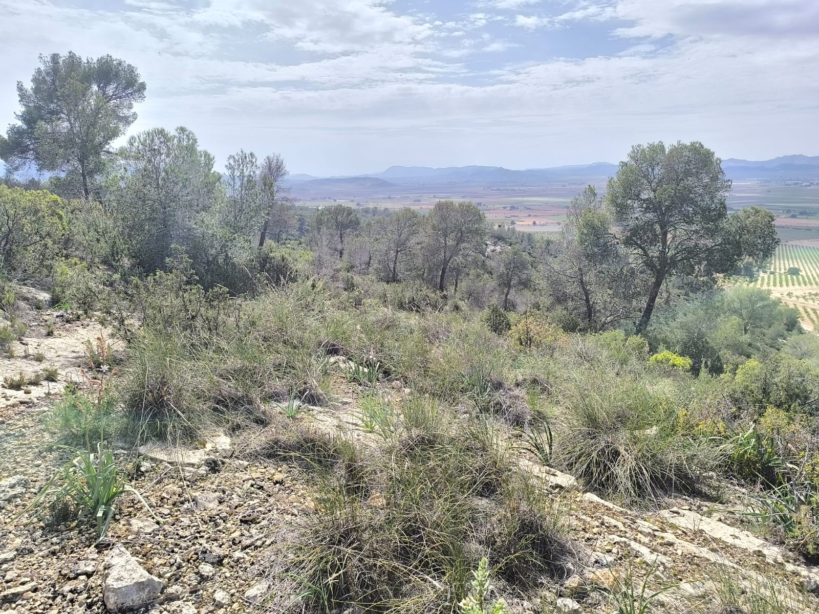 Bedroom in land for sale in Yecla