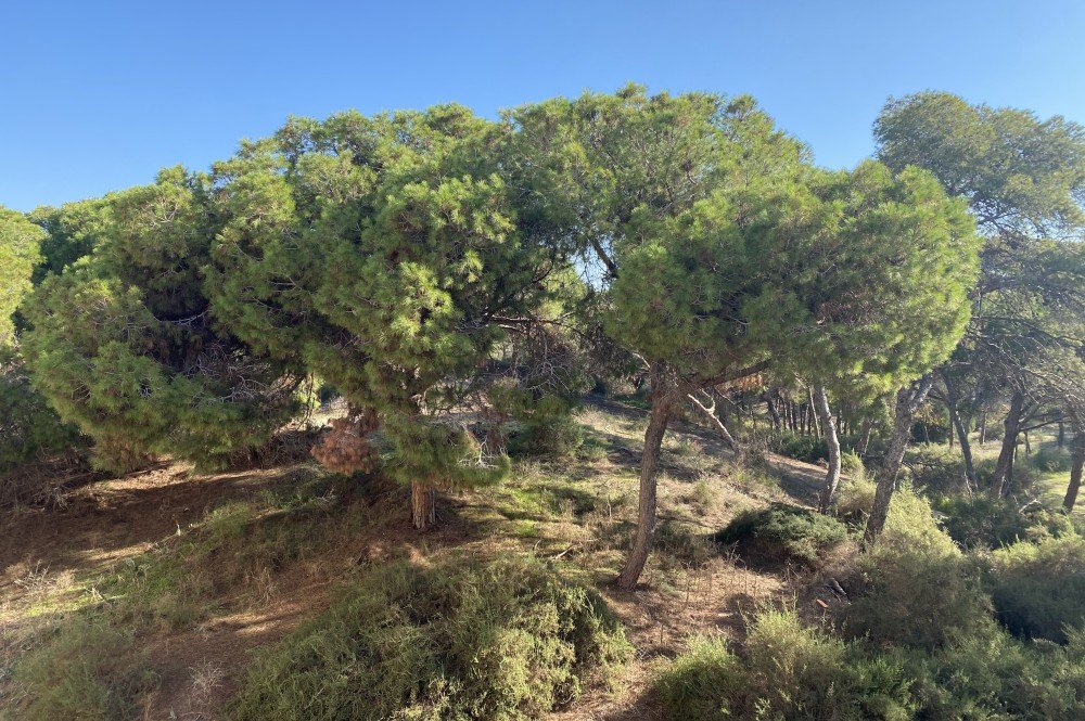 Garden in apartment for sale in Guardamar del Segura