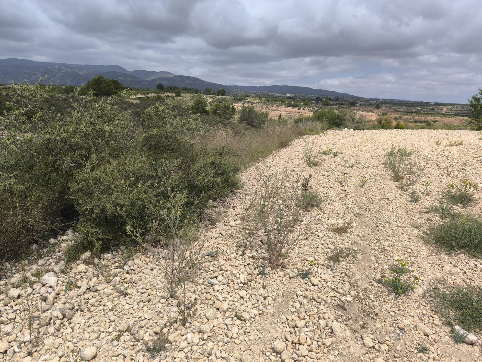 Exterior view in land for sale in Pinoso