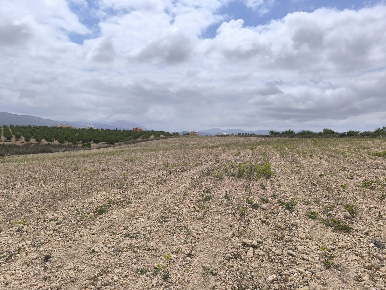 Terrace in land for sale in Pinoso