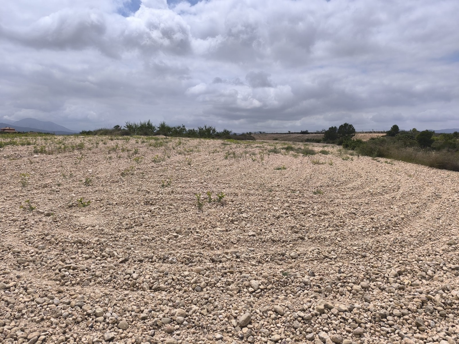 Garden in land for sale in Pinoso