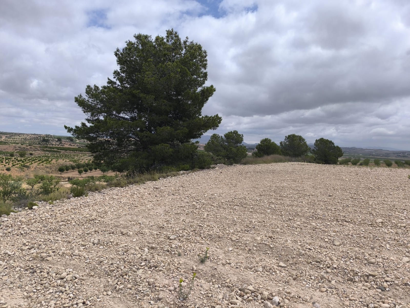 Dining area in land for sale in Pinoso