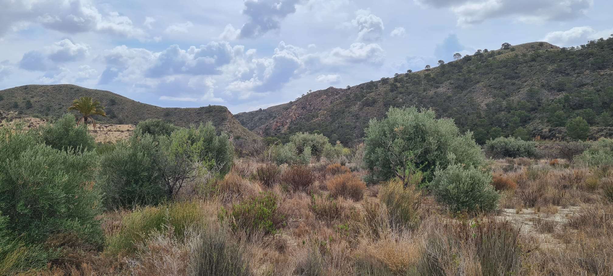 Garden in land for sale in Murcia
