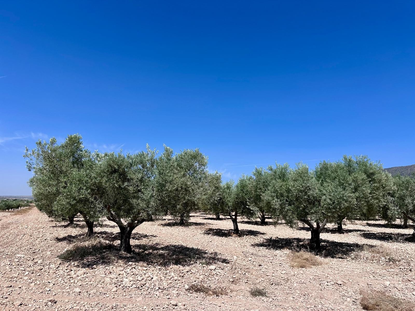 Garden in land for sale in Monóvar/Monóver