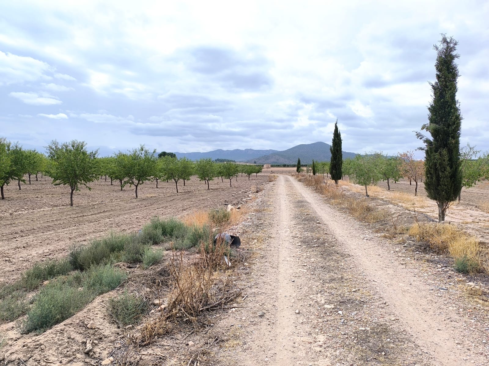 Terrace in land for sale in Yecla