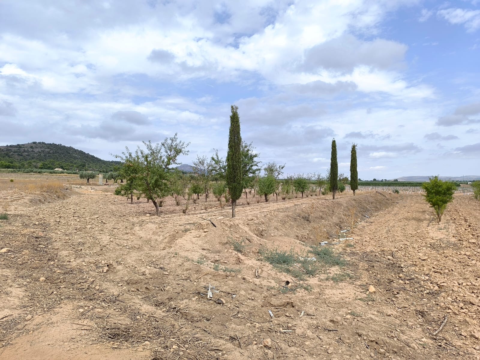 Pool area in land for sale in Yecla
