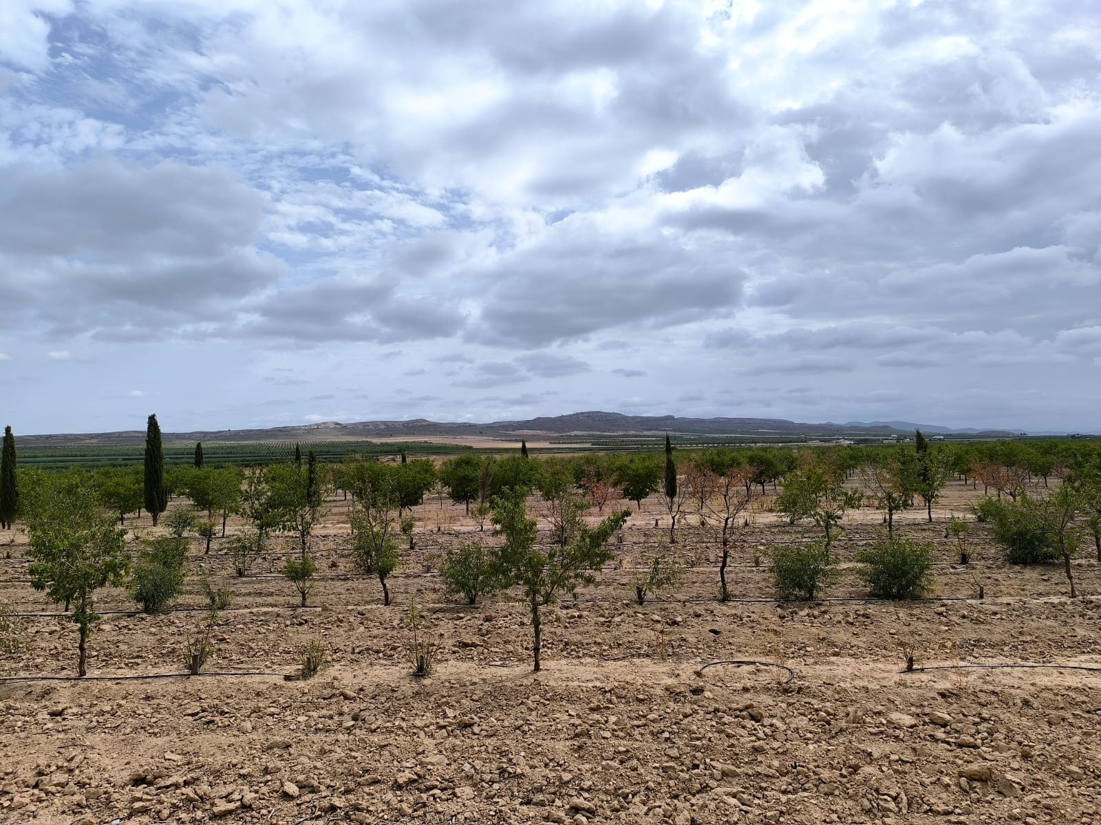 Garden in land for sale in Yecla